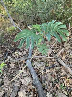 Giant honey flower(Melianthus major)