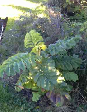Giant honey flower(Melianthus major)