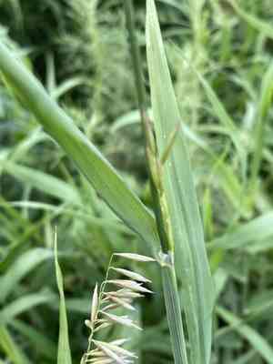Siberian melicgrass(Melica altissima)