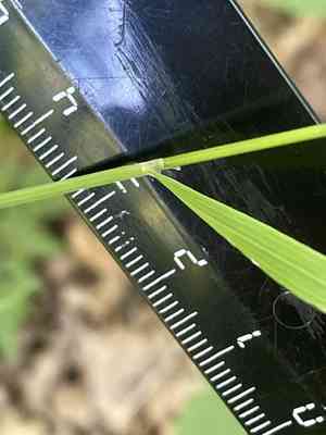 Siberian melicgrass(Melica altissima)