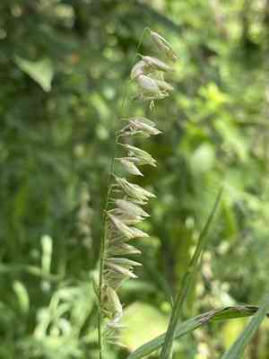 Siberian melicgrass(Melica altissima)