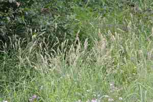 Siberian melicgrass(Melica altissima)