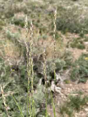 Onion grass(Melica bulbosa)