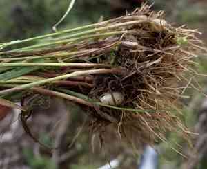 Onion grass(Melica bulbosa)