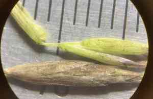 Onion grass(Melica bulbosa)