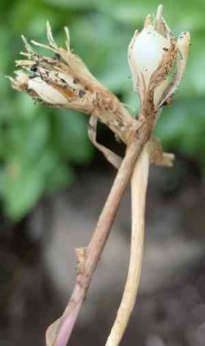 Onion grass(Melica bulbosa)