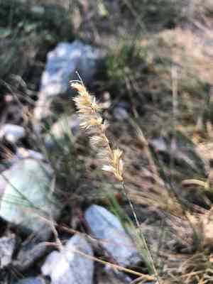 Silky-spike melic(Melica ciliata)