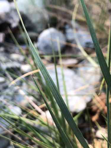 Silky-spike melic(Melica ciliata)