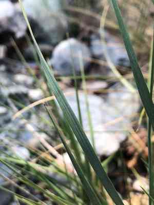 Silky-spike melic(Melica ciliata)