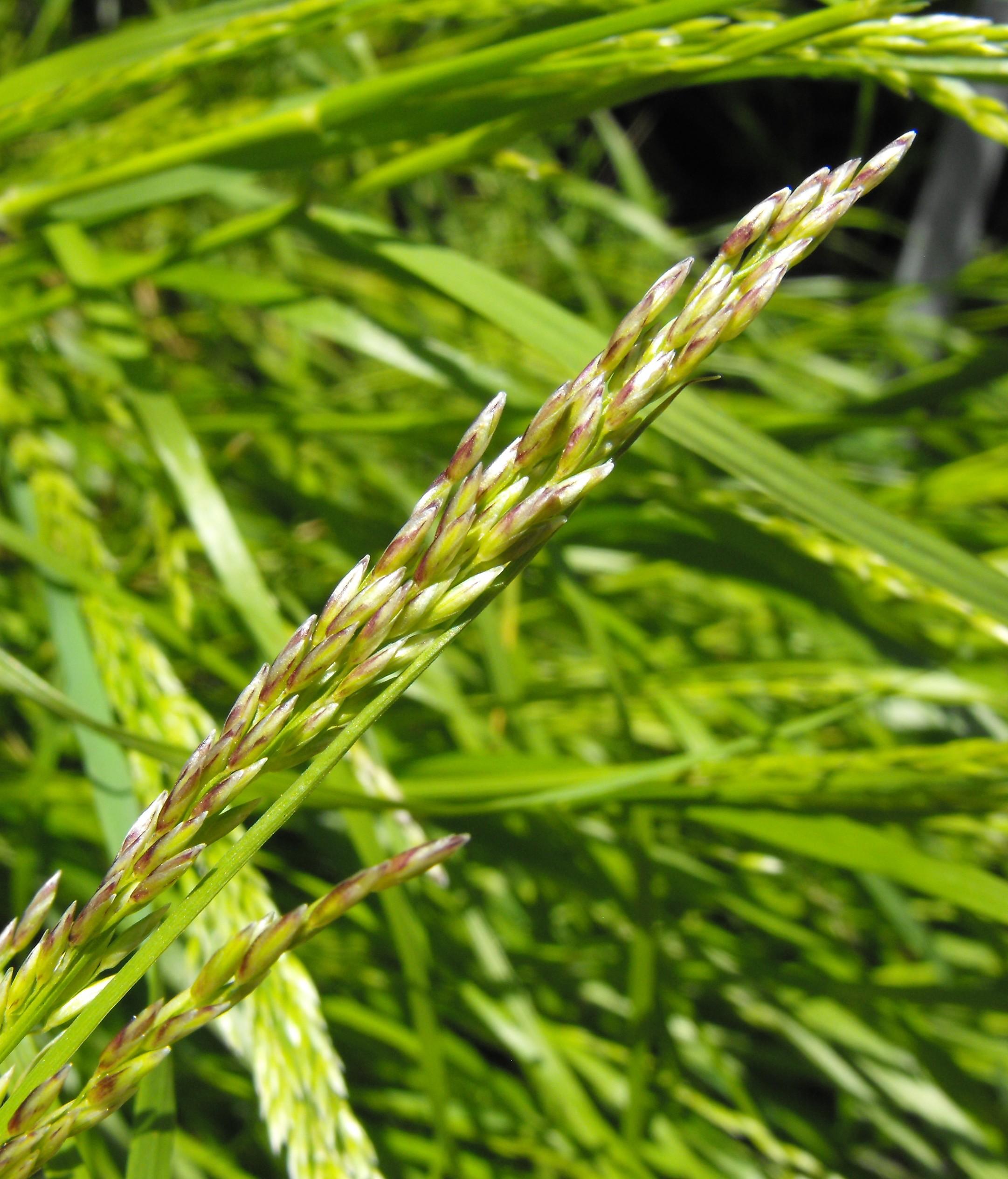 Smallflower melicgrass