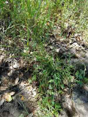 Smallflower melicgrass(Melica imperfecta)