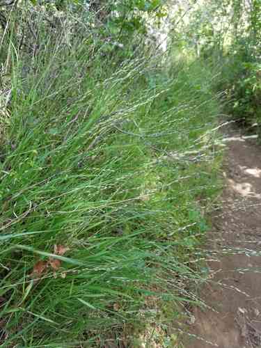 Smallflower melicgrass(Melica imperfecta)