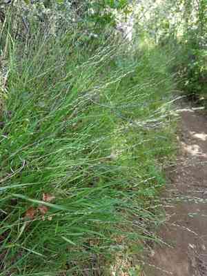 Smallflower melicgrass(Melica imperfecta)