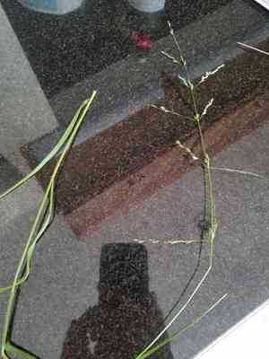 Smallflower melicgrass(Melica imperfecta)