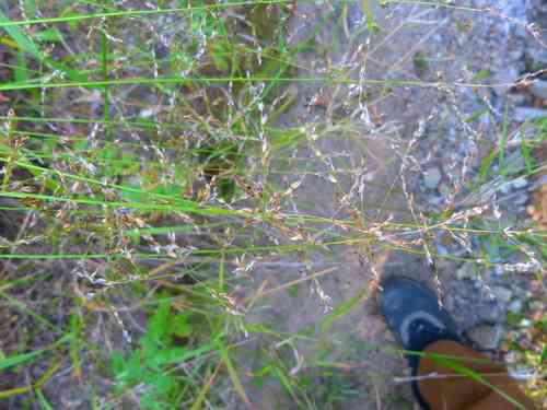 Smallflower melicgrass(Melica imperfecta)