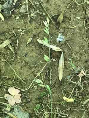 Twoflower melicgrass(Melica mutica)