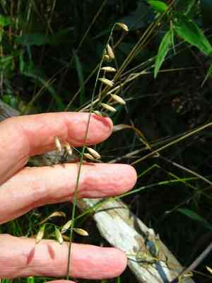 Twoflower melicgrass(Melica mutica)