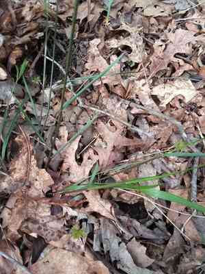 Twoflower melicgrass(Melica mutica)