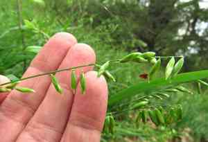 Twoflower melicgrass(Melica mutica)