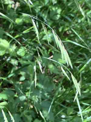 Alaska oniongrass(Melica subulata)