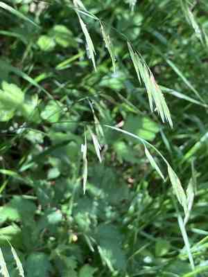 Alaska oniongrass(Melica subulata)