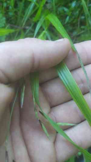 Alaska oniongrass(Melica subulata)
