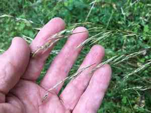 Alaska oniongrass(Melica subulata)