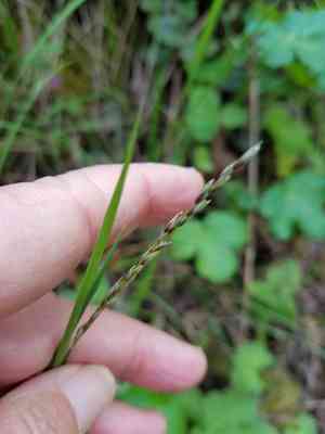 Torrey's melicgrass(Melica torreyana)