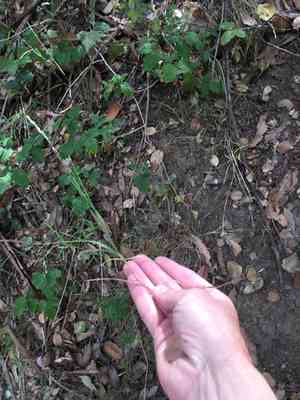 Torrey's melicgrass(Melica torreyana)