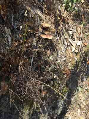 Torrey's melicgrass(Melica torreyana)