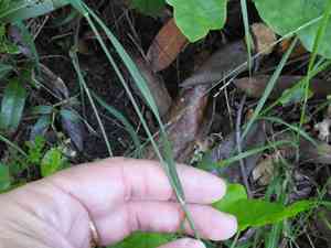 Torrey's melicgrass(Melica torreyana)