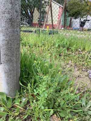 Annual yellow sweet clover(Melilotus indicus)