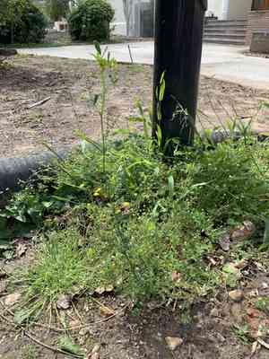 Annual yellow sweet clover(Melilotus indicus)
