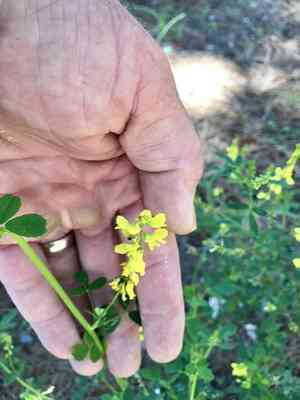 Annual yellow sweet clover(Melilotus indicus)