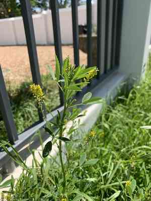 Annual yellow sweet clover(Melilotus indicus)