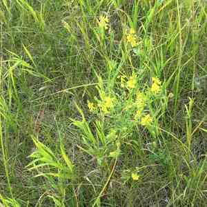 Yellow sweet clover(Melilotus officinalis)