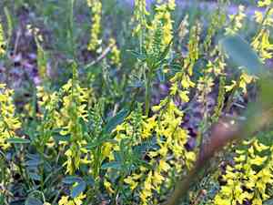 Yellow sweet clover(Melilotus officinalis)
