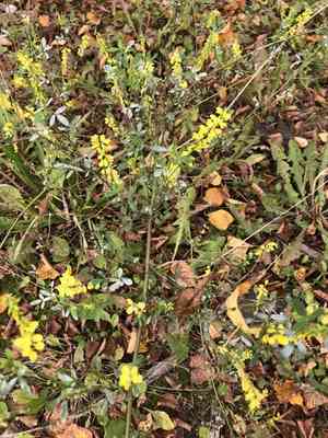 Yellow sweet clover(Melilotus officinalis)
