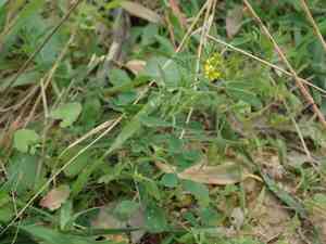 Furrowed melilot(Melilotus sulcatus)