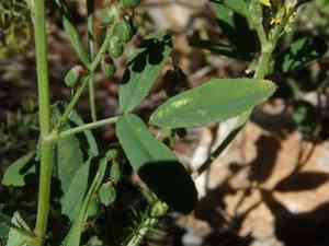 Furrowed melilot(Melilotus sulcatus)