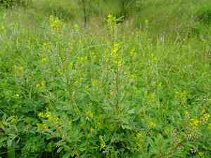 Furrowed melilot(Melilotus sulcatus)