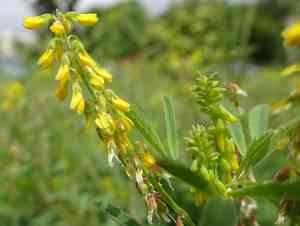 Furrowed melilot(Melilotus sulcatus)