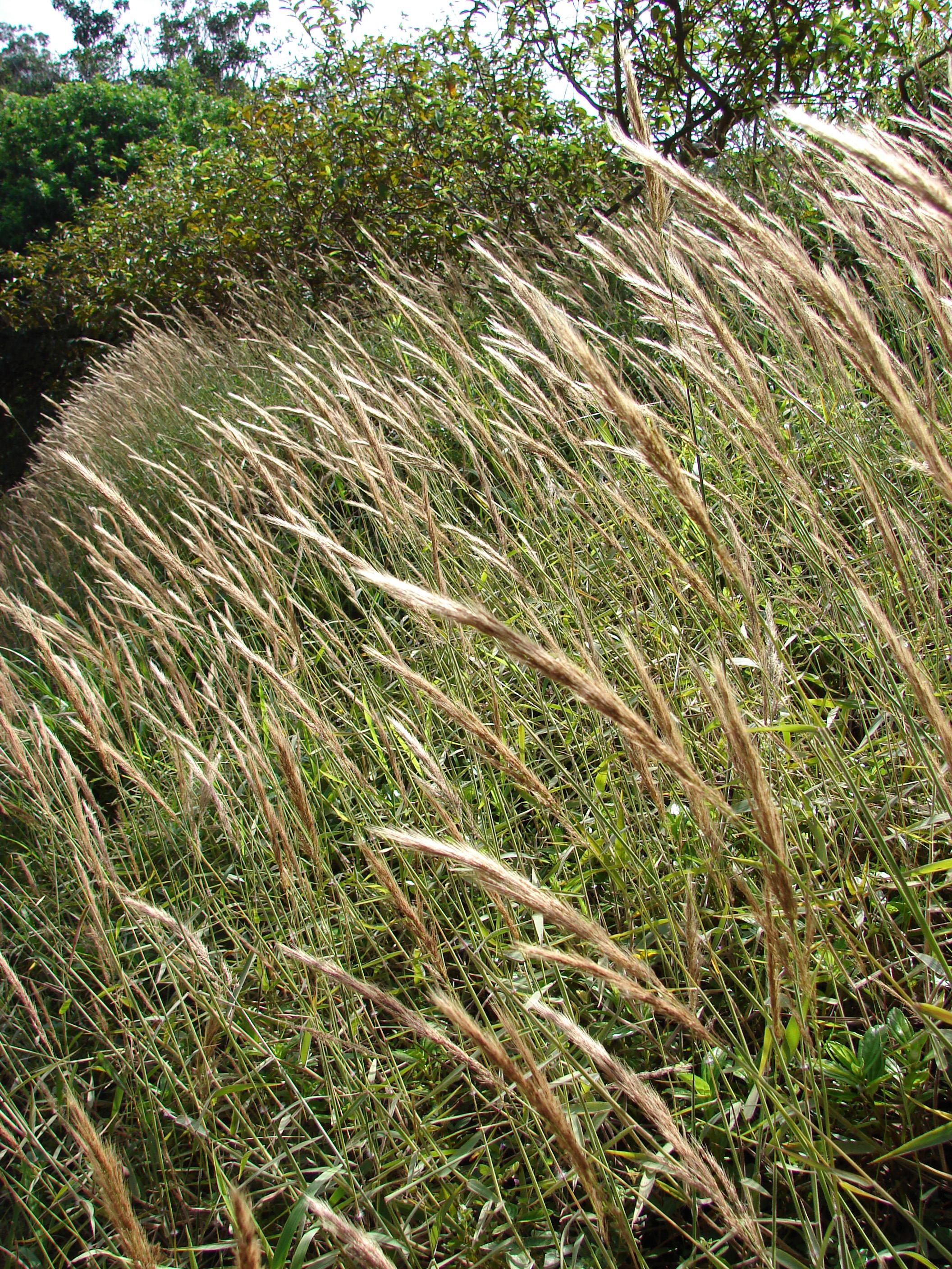 Image showcasing Molasses grass (Melinis minutiflora) Care Guide: Pests, Diseases ...