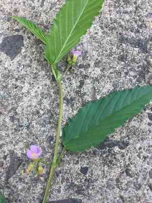 Pyramid flower(Melochia pyramidata)