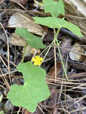 Creeping cucumber(Melothria pendula)