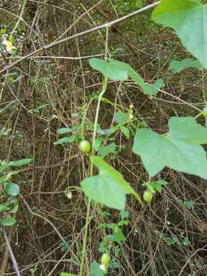 Creeping cucumber(Melothria pendula)