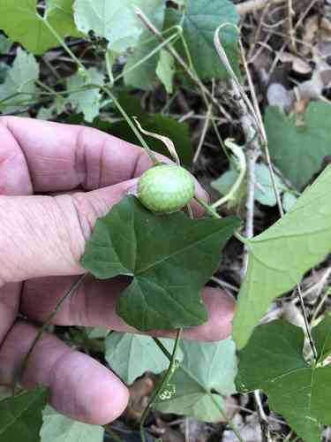Creeping cucumber(Melothria pendula)