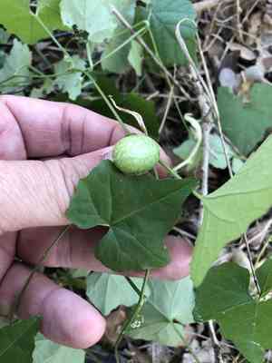 Creeping cucumber(Melothria pendula)