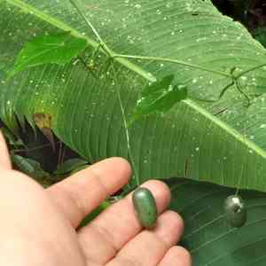 Creeping cucumber(Melothria pendula)