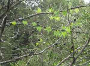 Creeping cucumber(Melothria pendula)